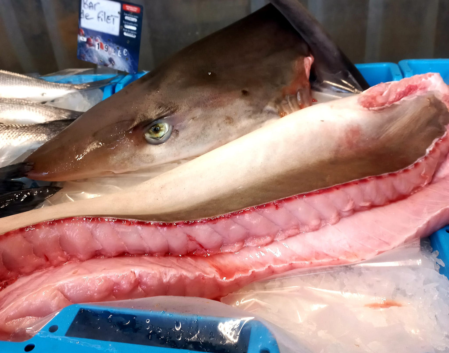 REQUIN HÂ- Galeorhinus galeus