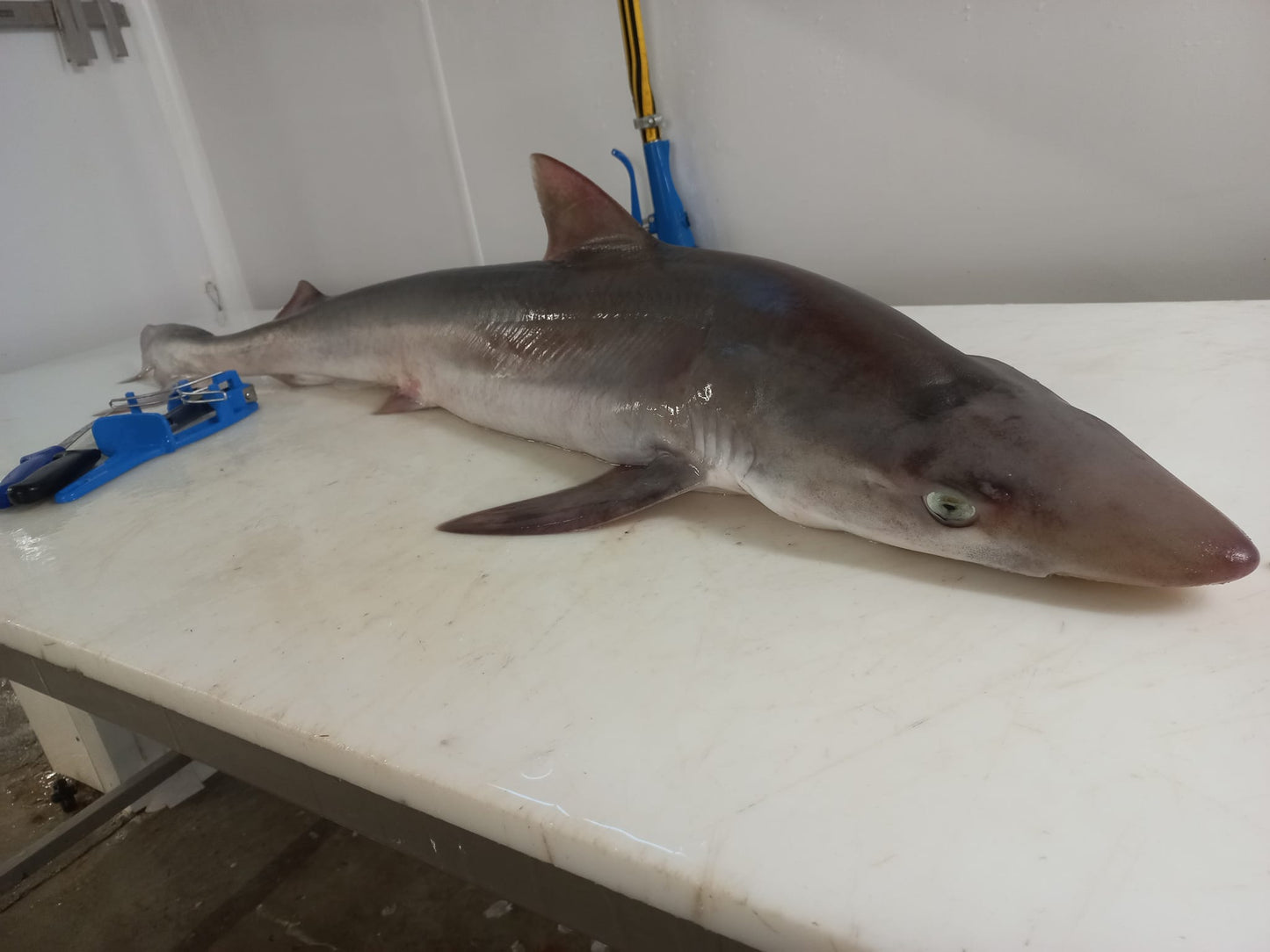 REQUIN HÂ- Galeorhinus galeus