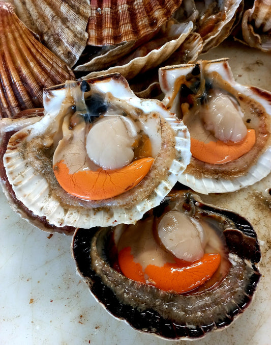 Noix de St Jacques - Pecten Maximus