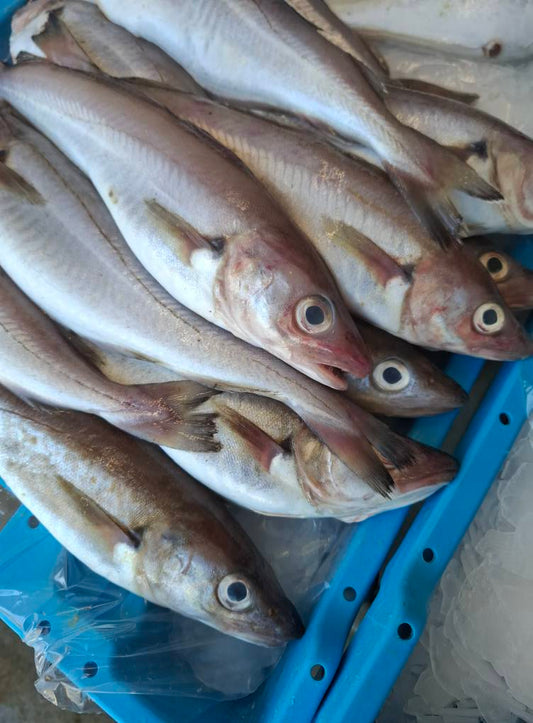 MERLAN - Merlangius merlangus