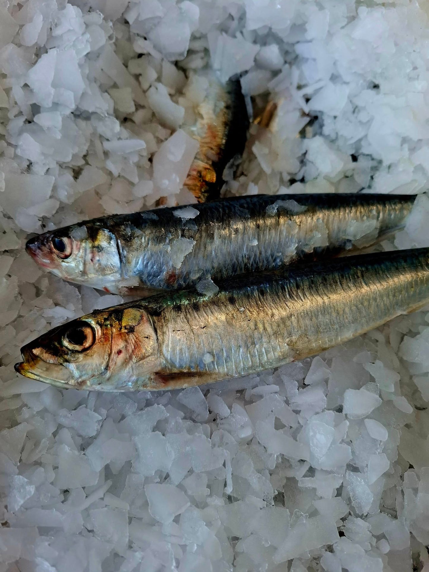 SARDINE - Sardina pilchardus