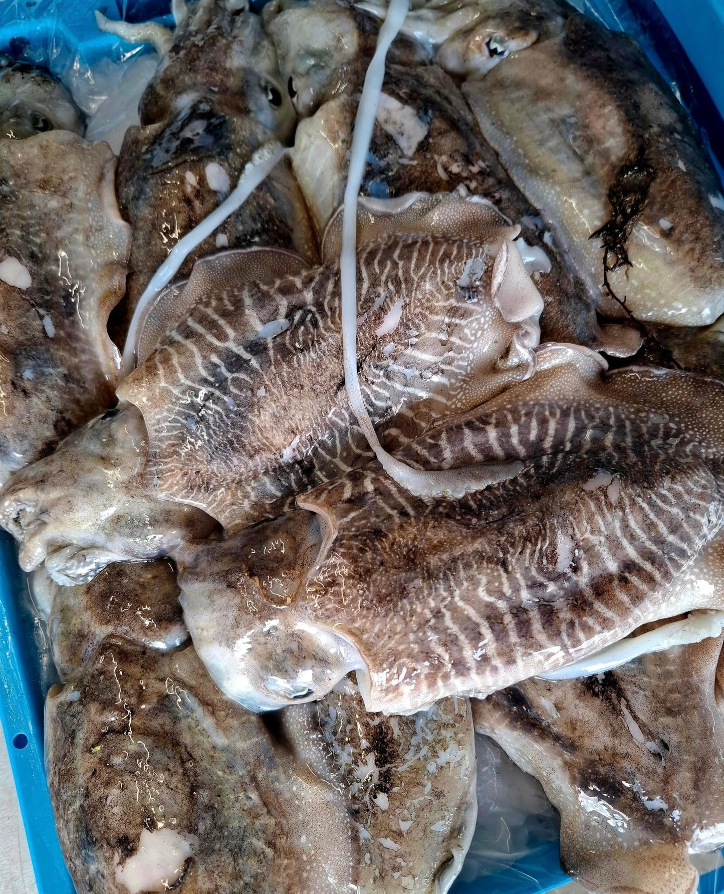 SEICHE - Sepia officinalis