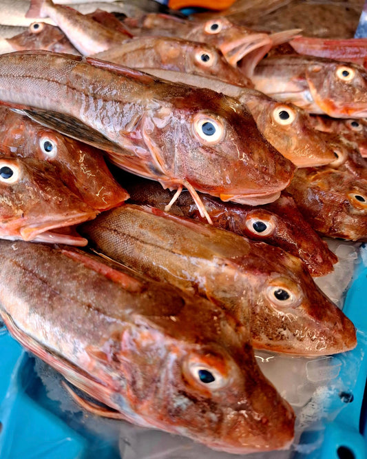 Grondin Perlon - Chelidonichytus lucerna