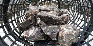 Huîtres KRYSTALE N°2- 2 DZ