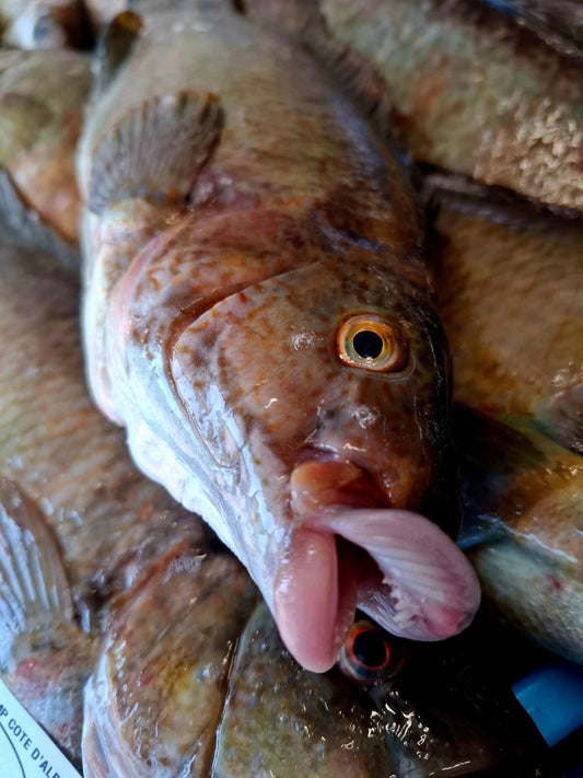 VIEILLE - Labrus bergylta