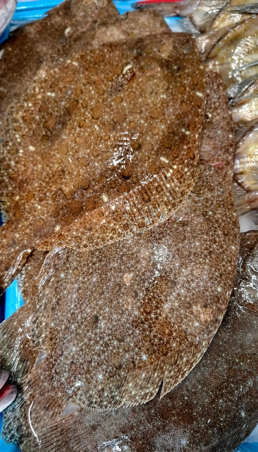 BARBUE - Scophtalmus rhombus