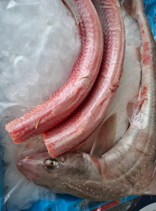 EMISSOLE PELEE - Mustelus mustelus