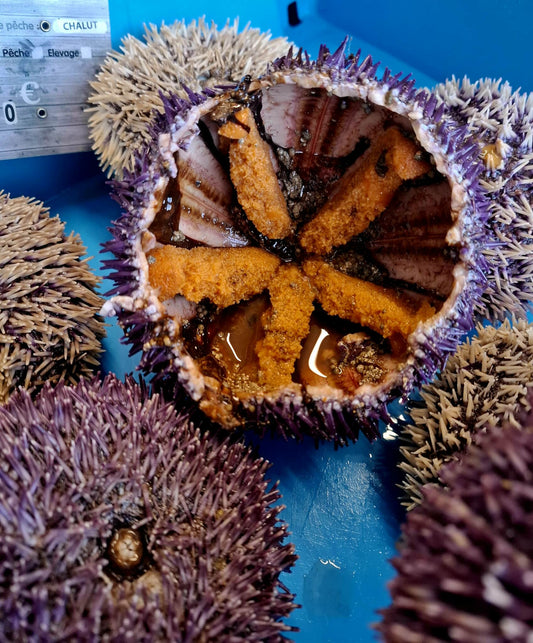 Oursin -Sphaerechinus granularis