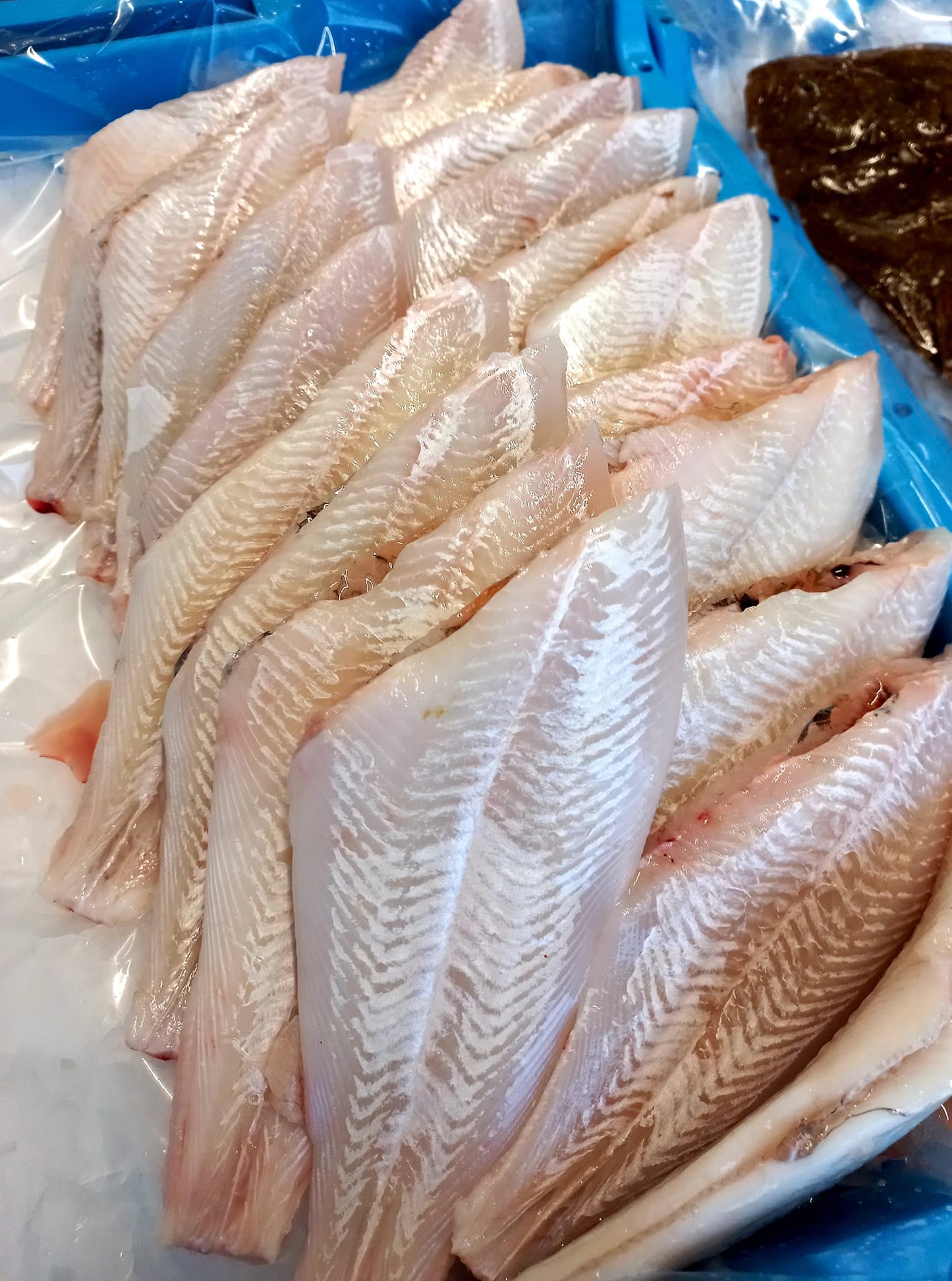 CARRELET - Pleuronectes platessa