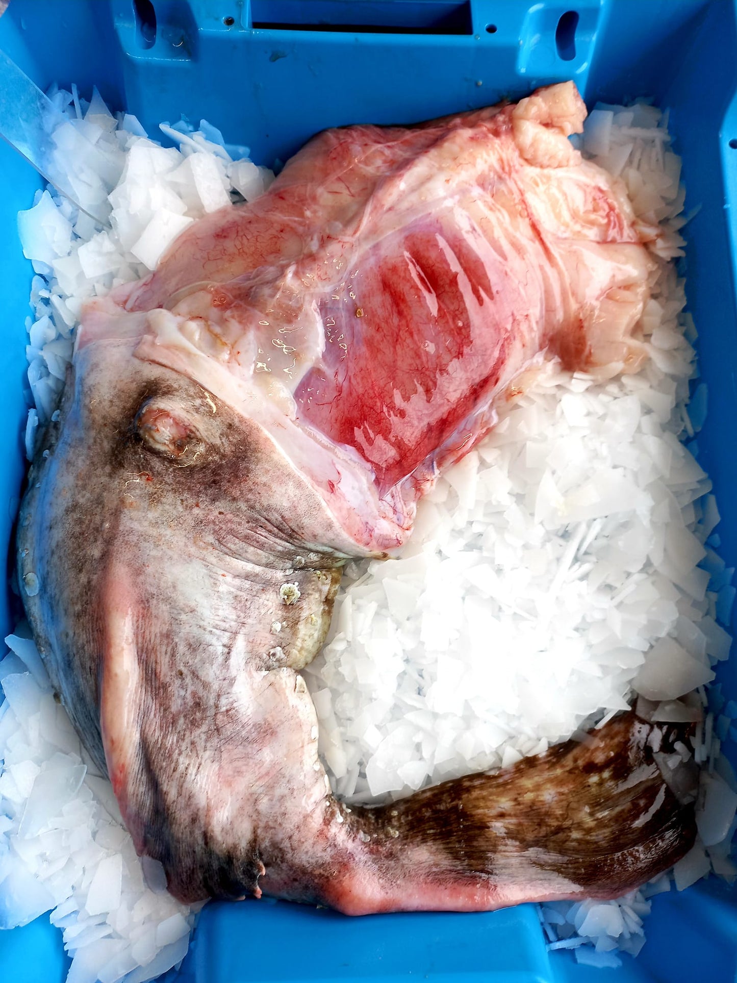 Lotte - Lophius piscatorius