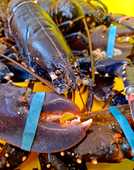 Homard Européen vivant – Homarus Gammarus - LA PIECE