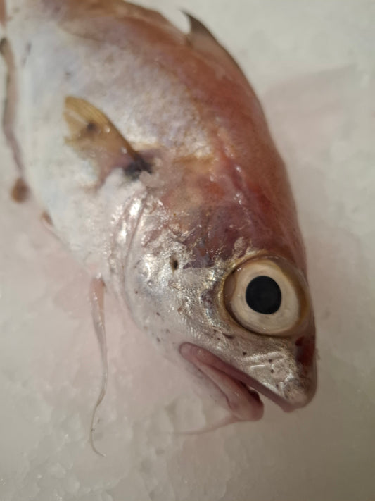 TACAUD - Trisopterus luscus - LA PIECE -300/400