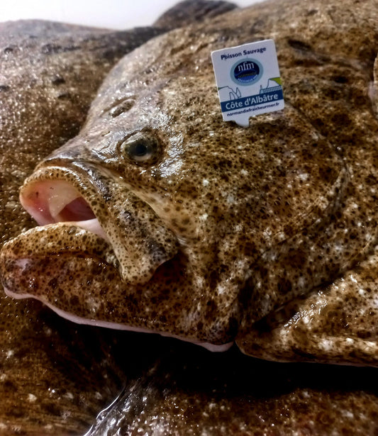 TURBOT - Scophthalmus maximus