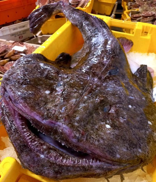 Lotte - Lophius piscatorius