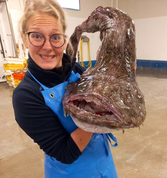 Lotte - Lophius piscatorius