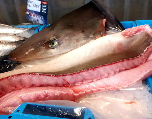 REQUIN  HÂ- Galeorhinus galeus