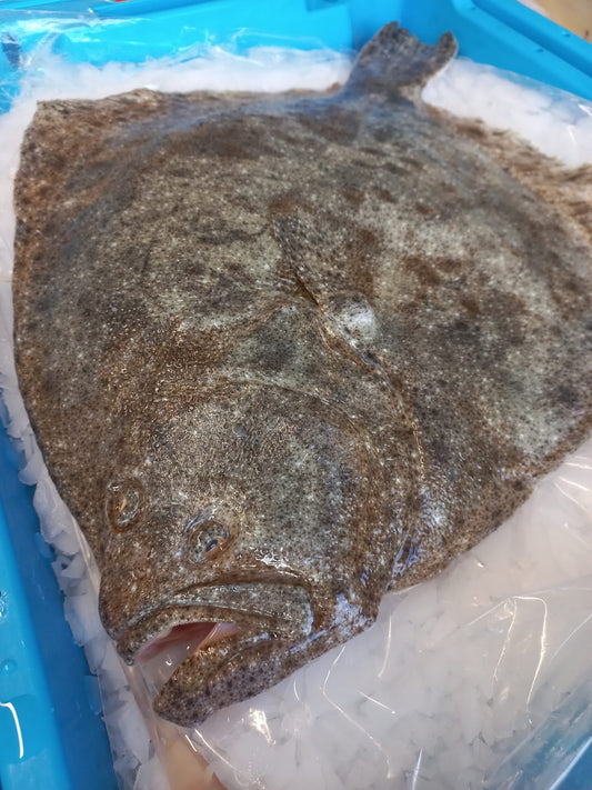 TURBOT - Scophthalmus maximus