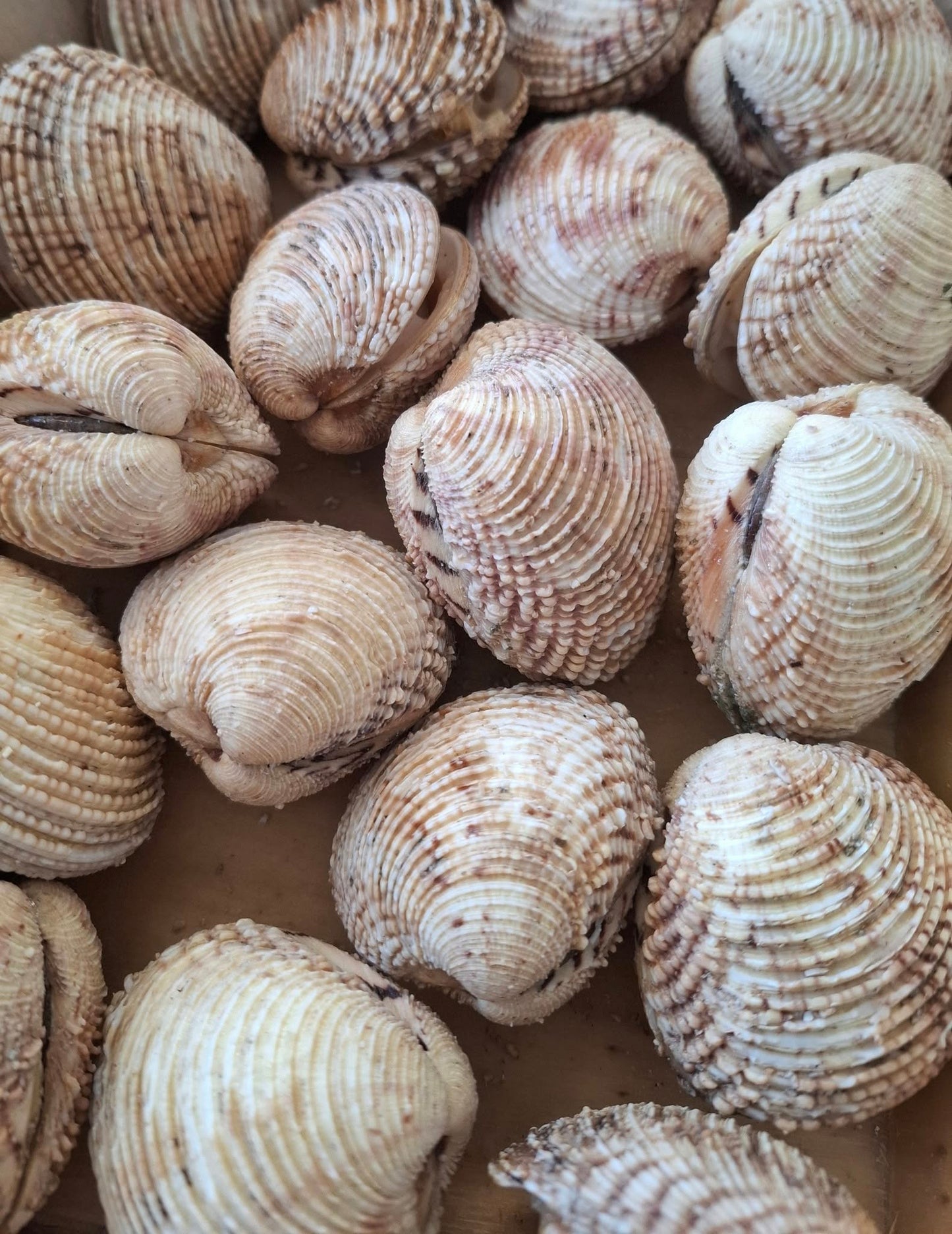 PRAIRES - Venus verrucosa