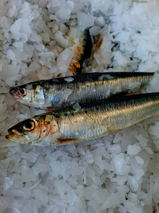 SARDINE - Sardina pilchardus