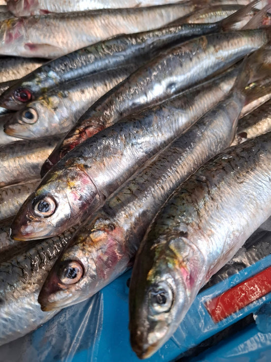 SARDINE - Sardina pilchardus