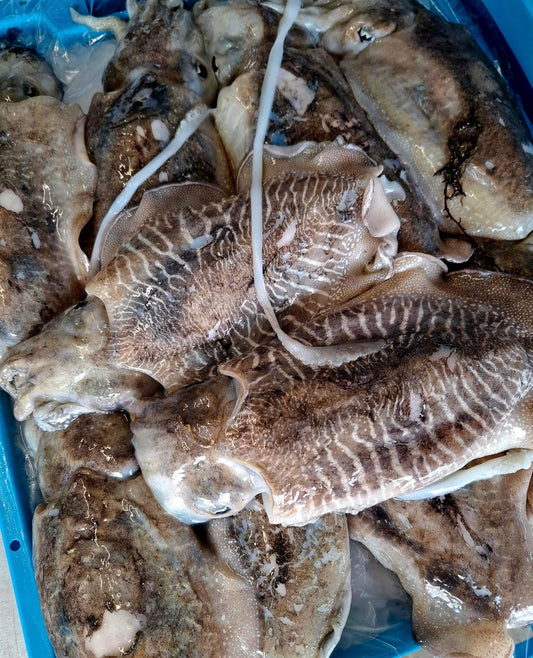 SEICHE - Sepia officinalis