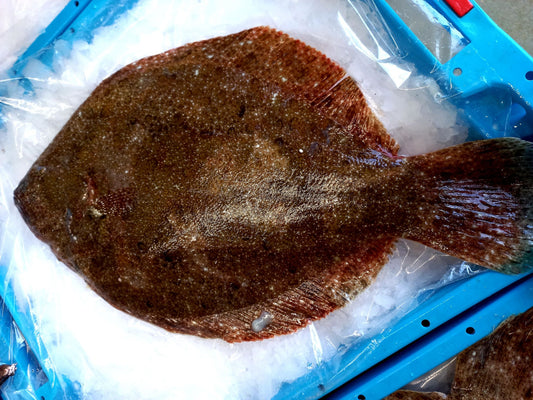 BARBUE - Scophtalmus rhombus
