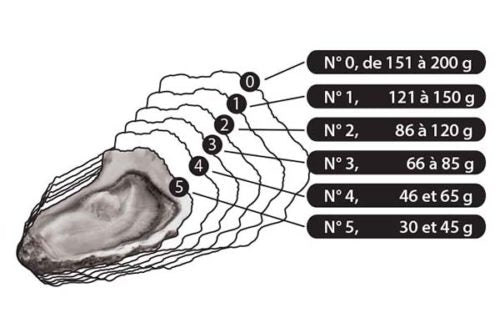 Huîtres Noisettes N°5 - 5 DZ