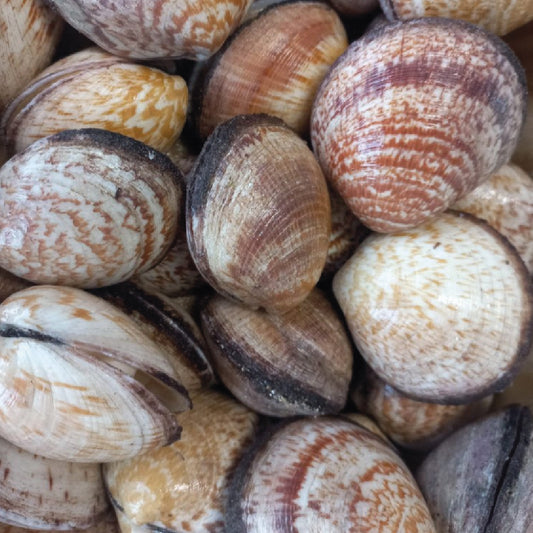 Amandes de mer