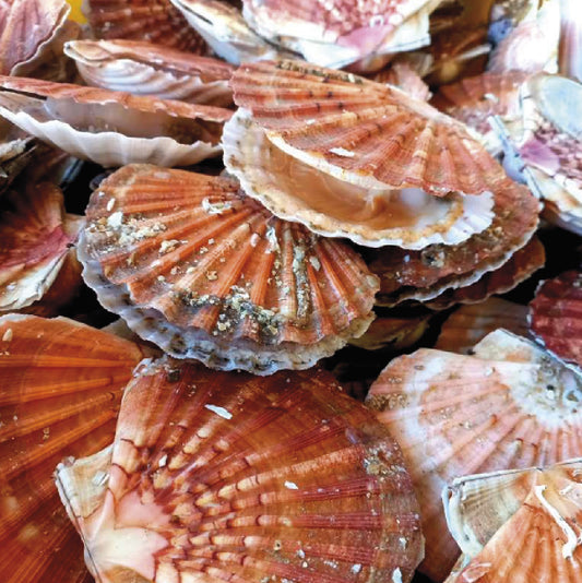 Coquilles St Jacques - Pecten Maximus