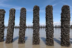 Moules AOP Mont Saint Michel - Mytilus Edulis