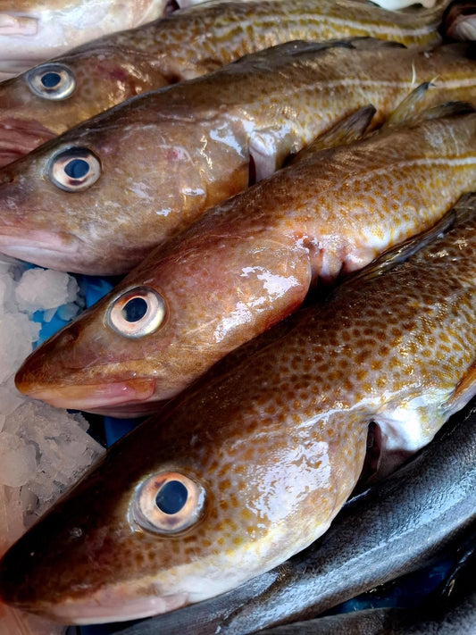 CABILLAUD - Gadus morhua