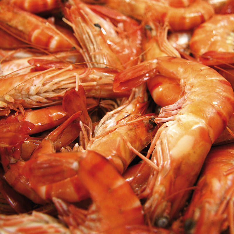 Crevettes roses cuites – Penaeus Vannamei
