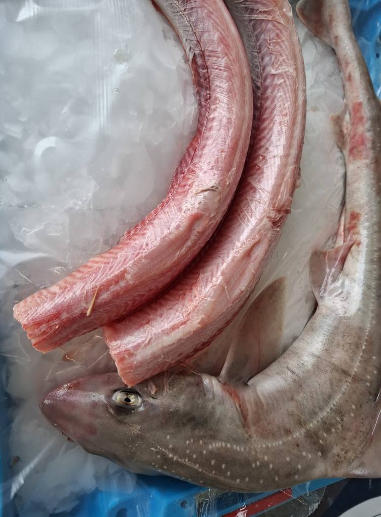 EMISSOLE PELEE - Mustelus mustelus