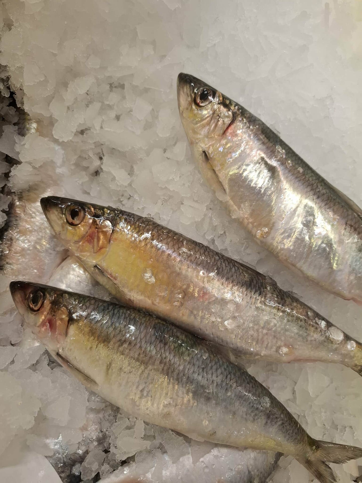 HARENG - Clupea harengus