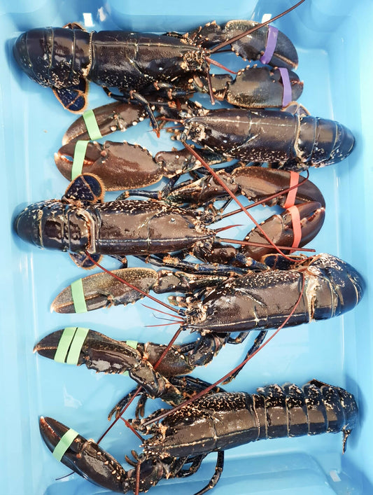 Homard Européen vivant – Homarus Gammarus