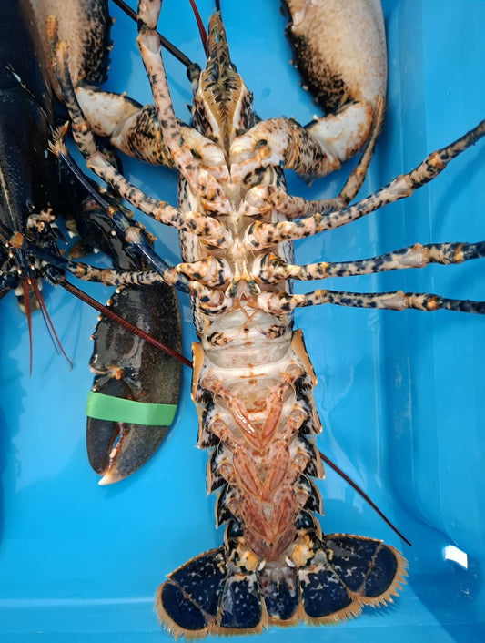 Homard Européen vivant – Homarus Gammarus