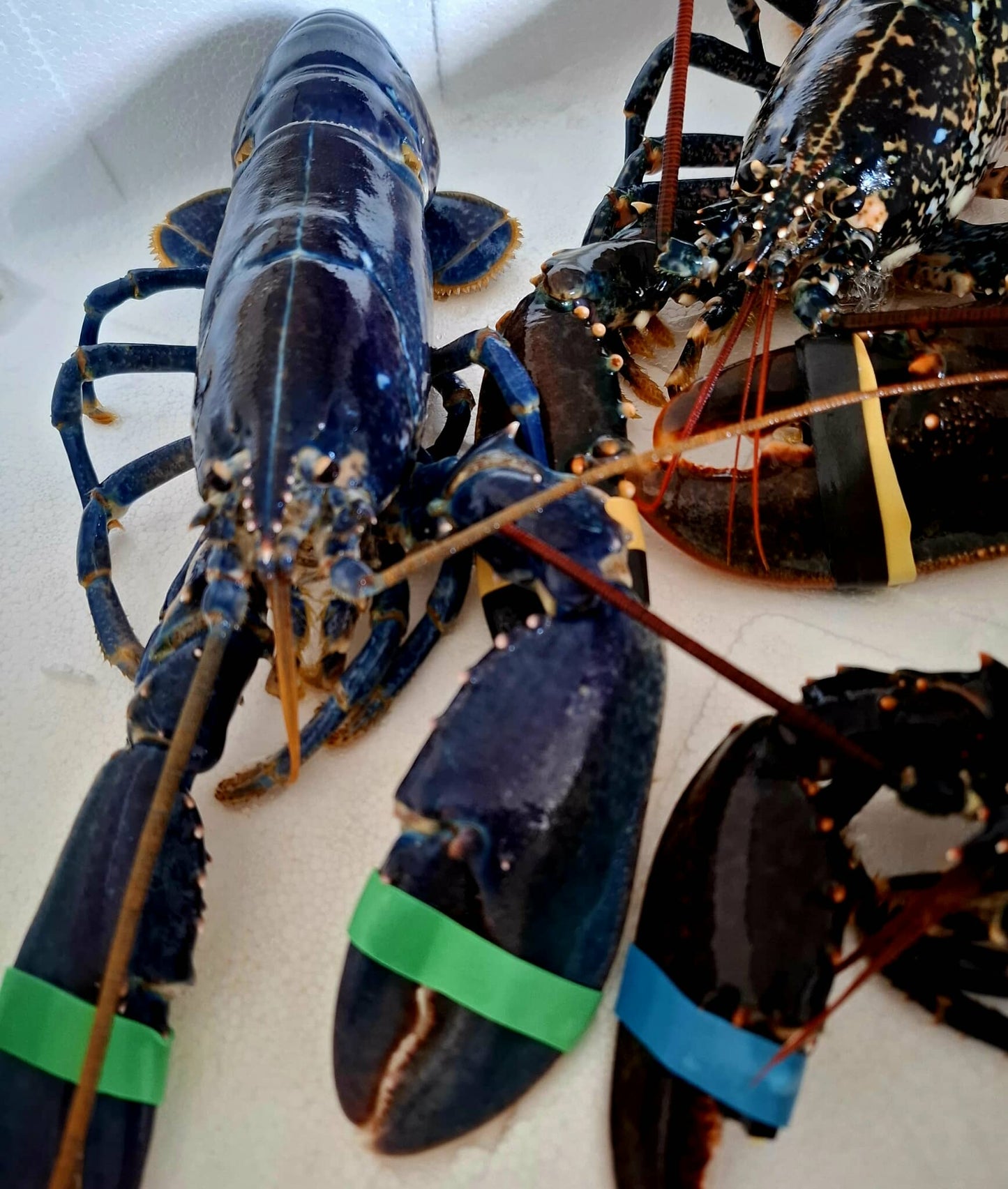 Homard Européen vivant – Homarus Gammarus