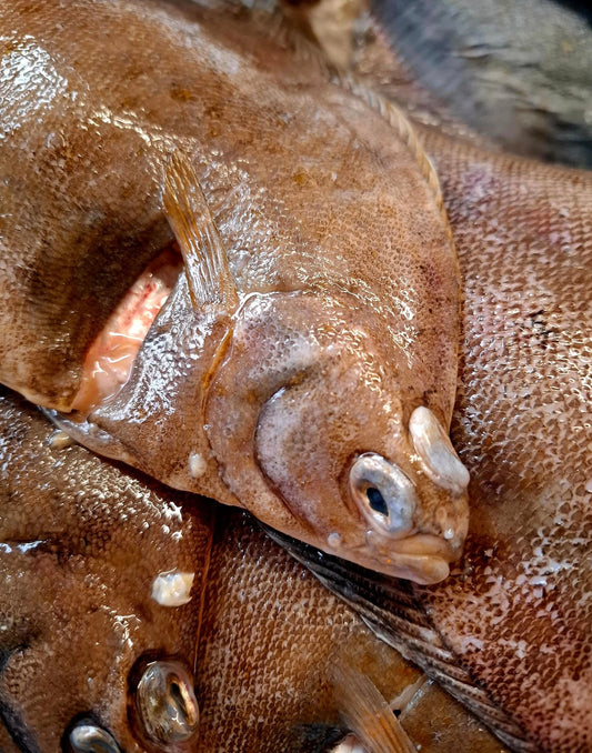 LIMANDE - Limanda Limanda