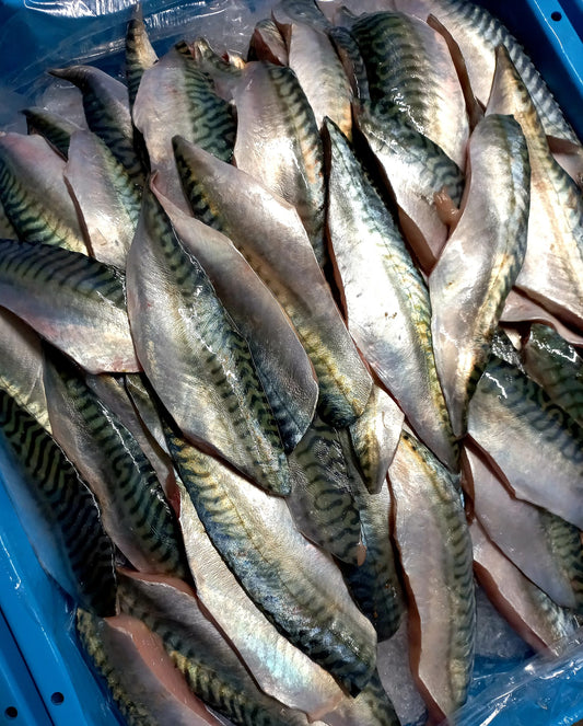 MAQUEREAU - Scomber Sombrus