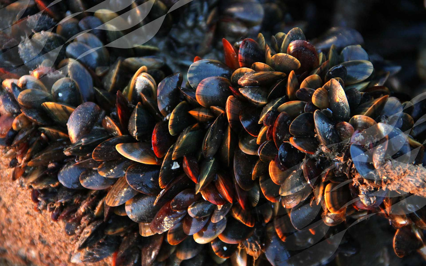 Moules KRYSTALE - Mytilus edulis