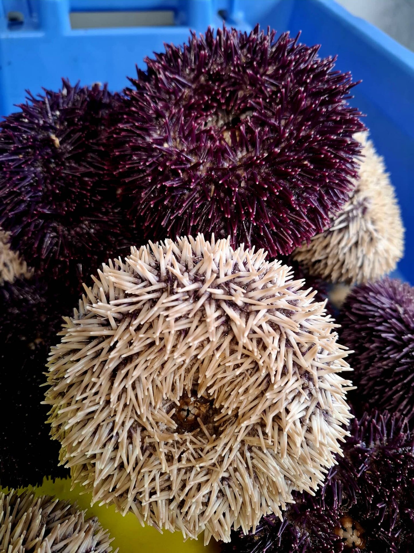 Oursin -Sphaerechinus granularis