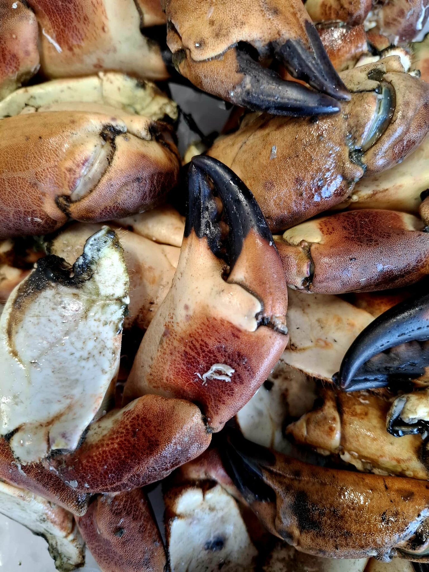 Pinces de Tourteaux cuites – Cancer Pagurus