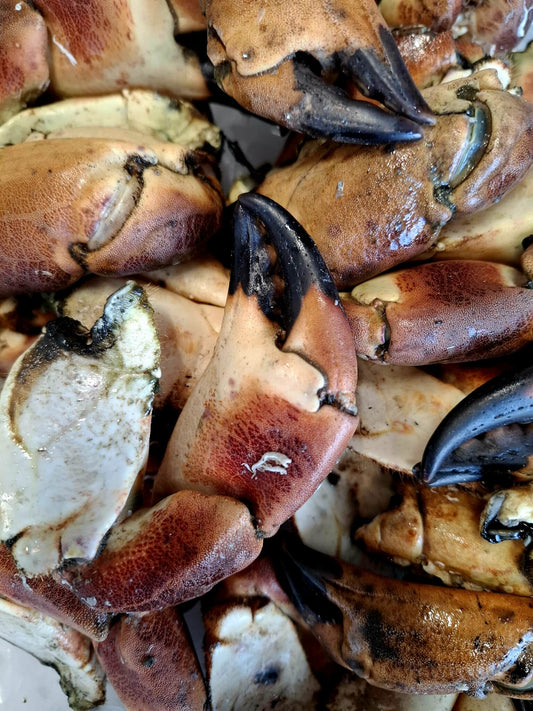 Pinces de Tourteaux cuites – Cancer Pagurus