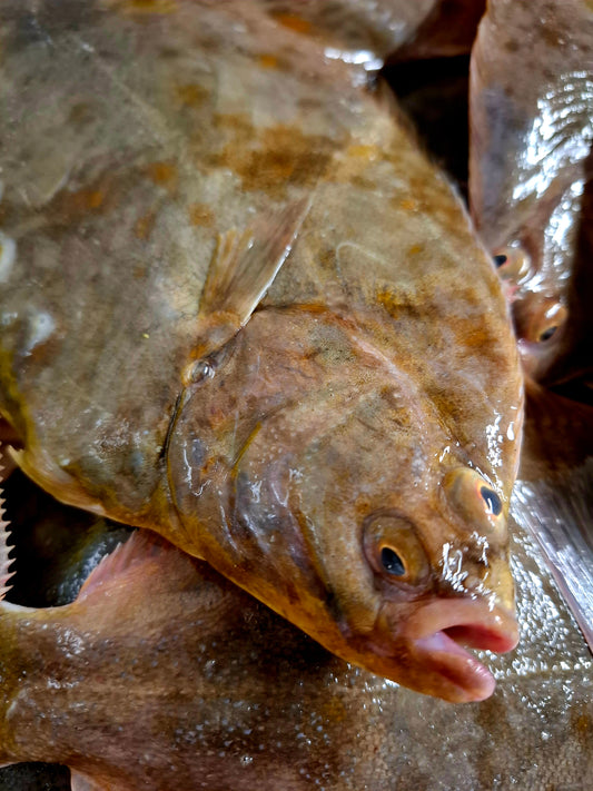 FLET - Platichthys flesus, LA PIECE