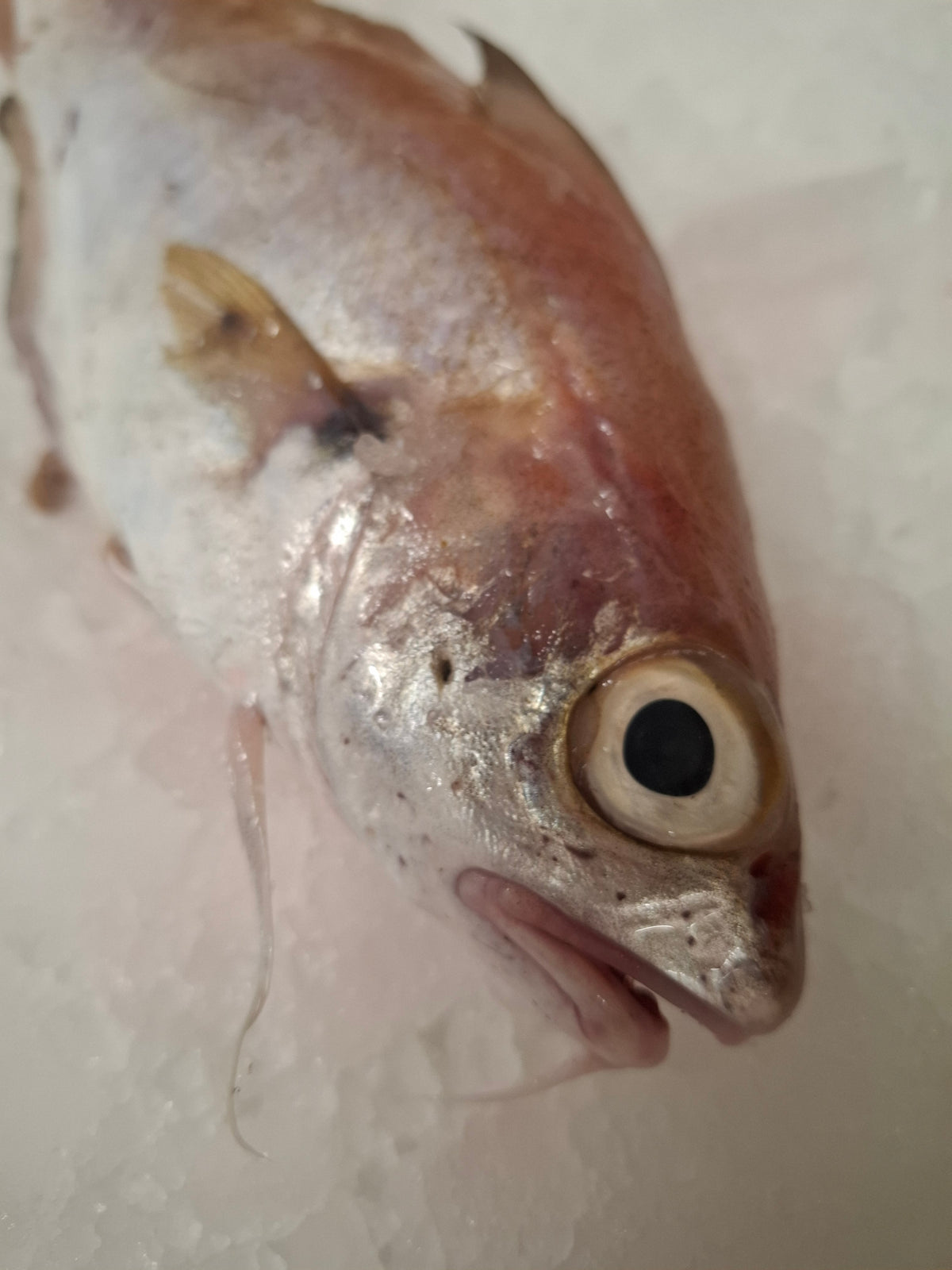 TACAUD -  Trisopterus luscus - LA PIECE -300/400