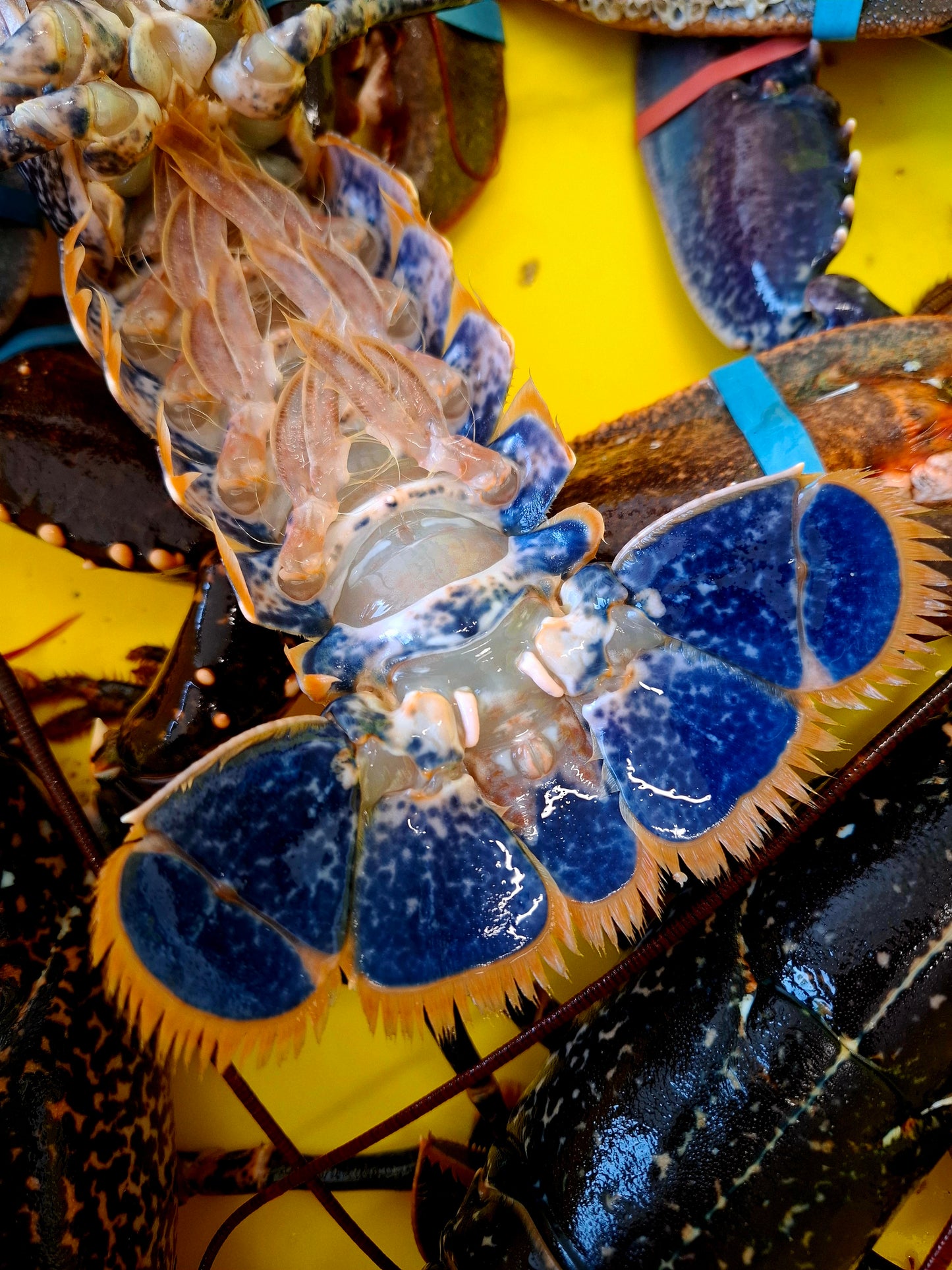 Homard Européen vivant – Homarus Gammarus - LA PIECE